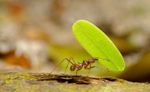 Leafcutter ant leafcutter ant image