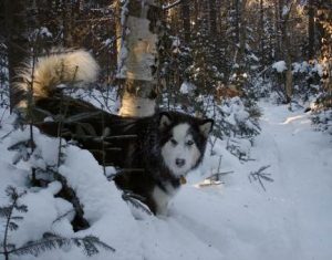 image of dog in the snow